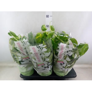 Epipremnum pinn.   HG