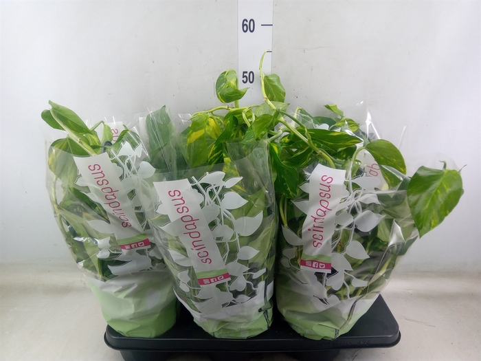 <h4>Epipremnum pinn.   HG</h4>
