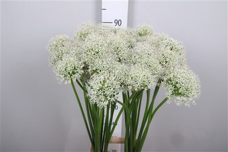 <h4>Allium Mount Everest</h4>