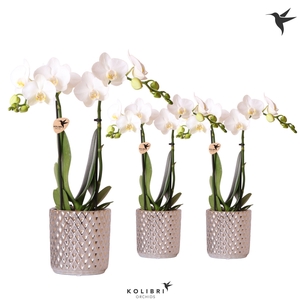 Kolibri Orchids Phalaenopsis white 2 spike in Diamond pot silver