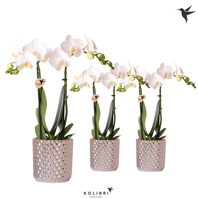 <h4>Kolibri Orchids Phalaenopsis white 2 spike in Diamond pot silver</h4>