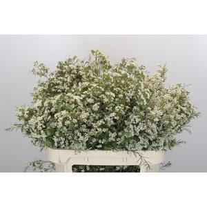 Chamelaucium Blizzard