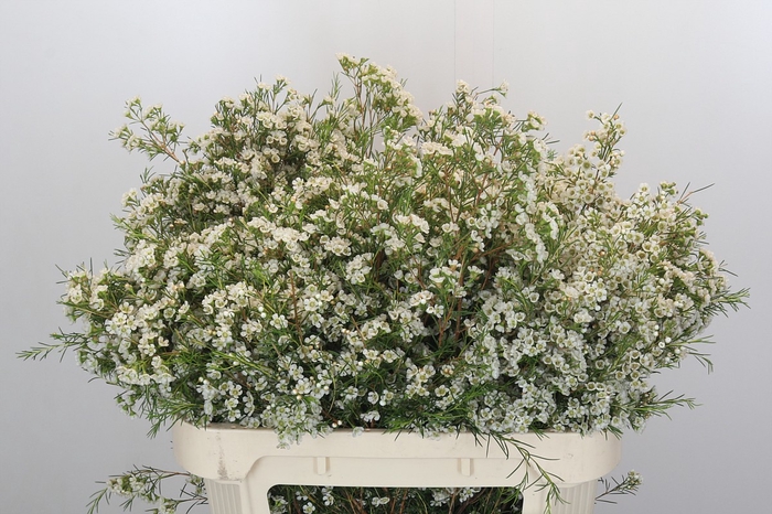 <h4>Chamelaucium Blizzard</h4>