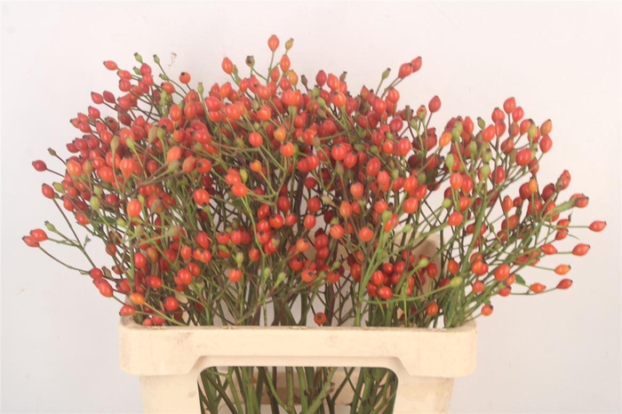 <h4>Rosa Mag Miracle</h4>