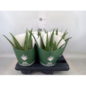 Aloe  'Tropical'