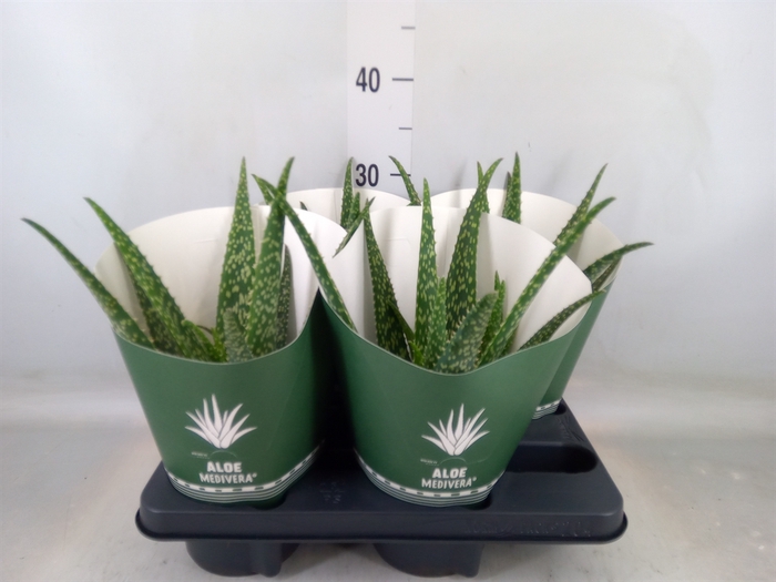 <h4>Aloe  'Tropical'</h4>