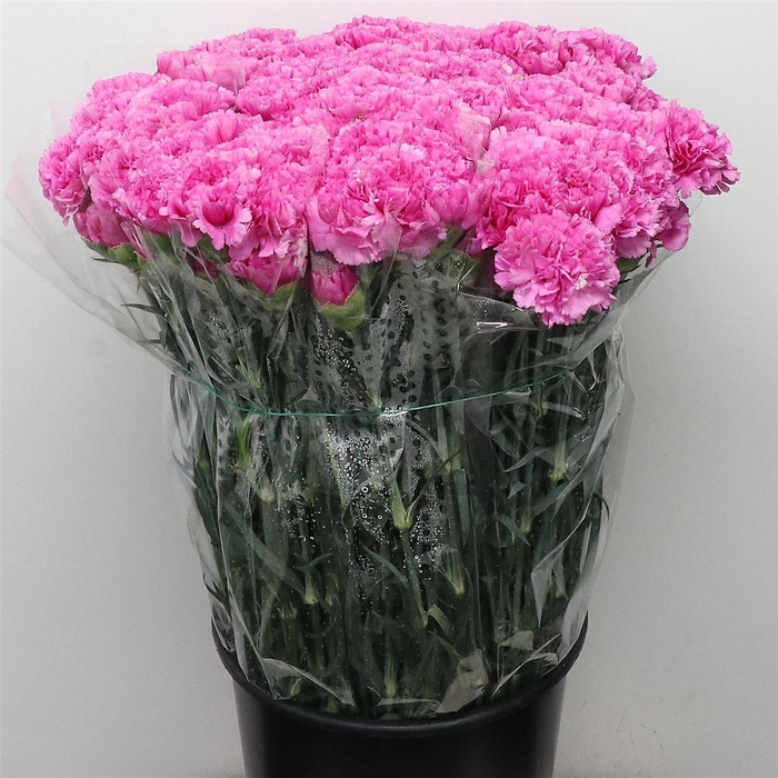 <h4>DI ST FARIDA*</h4>