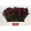 Leucadendron Saf Sunset Dark Red