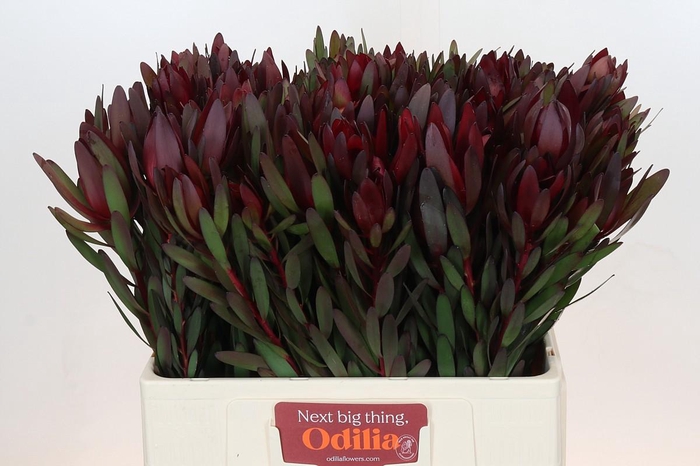 <h4>Leucadendron Saf Sunset Dark Red</h4>