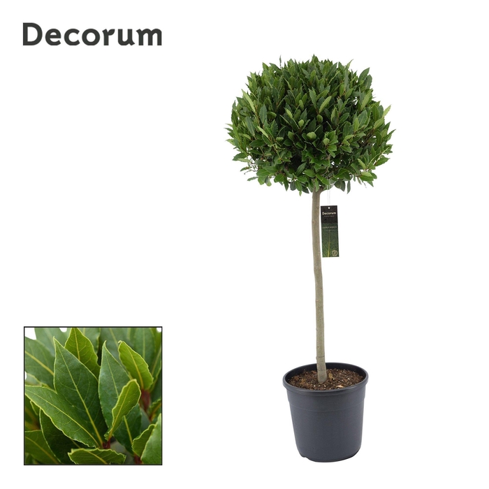 <h4>Laurus nobilis Bol op stam</h4>