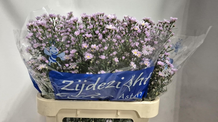 <h4>AST CLAUDIA</h4>