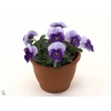 Viola cornuta Violet Beacon