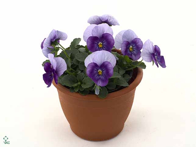 Viola cornuta Violet Beacon