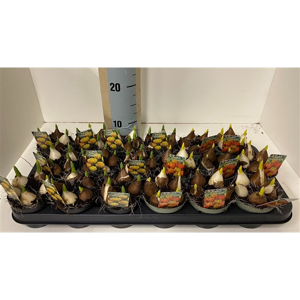 <h4>9 cm tulp mix yellow baby /flaming baby</h4>