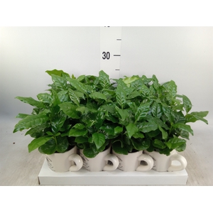 Coffea arabica