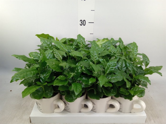 <h4>Coffea arabica</h4>
