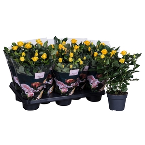 Nolina Roses Ø 13 cm Yellow
