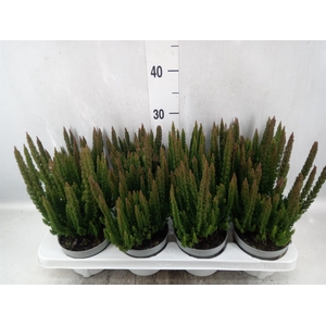 Calluna vulg. 'Skyline Monaco'