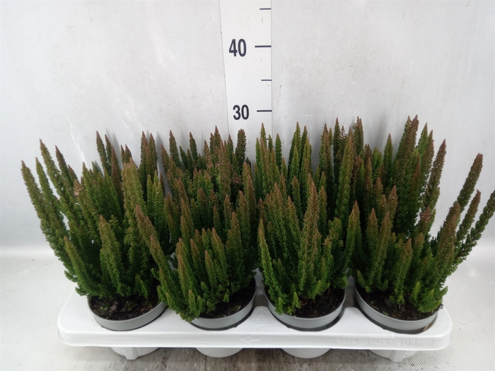 Calluna vulg. 'Skyline Monaco'