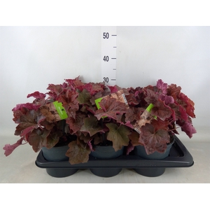 Heuchera   ...