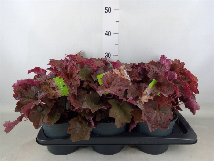 <h4>Heuchera   ...</h4>