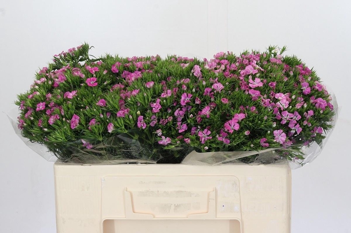 <h4>DI BARB AM ROSE</h4>