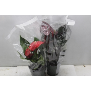ANTHURIUM VARIADO P17