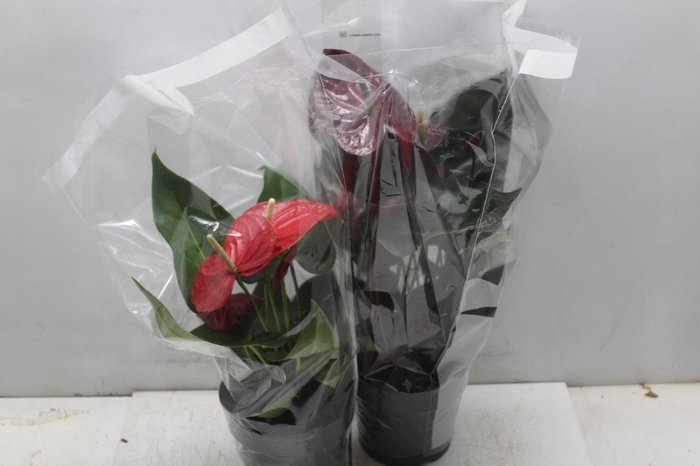 <h4>ANTHURIUM VARIADO P17</h4>