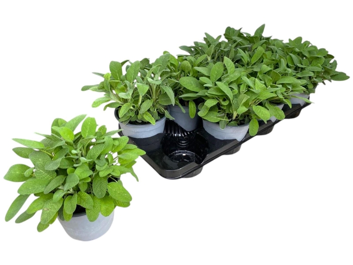 <h4>Salvia officinalis</h4>