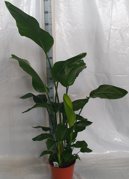 <h4>STRELITZIA NICOLAI</h4>
