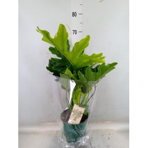 Philodendron bipinn. 'Little Hope'