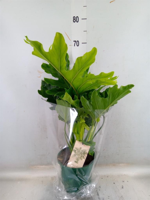 <h4>Philodendron bipinn. 'Little Hope'</h4>