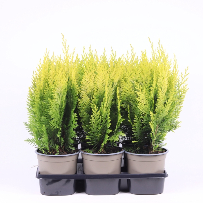 <h4>Chamaecyparis lawsoniana 'Ivonne'</h4>