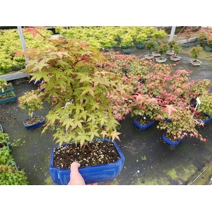 Acer palmatum Beni-maiko, pot 26cm.