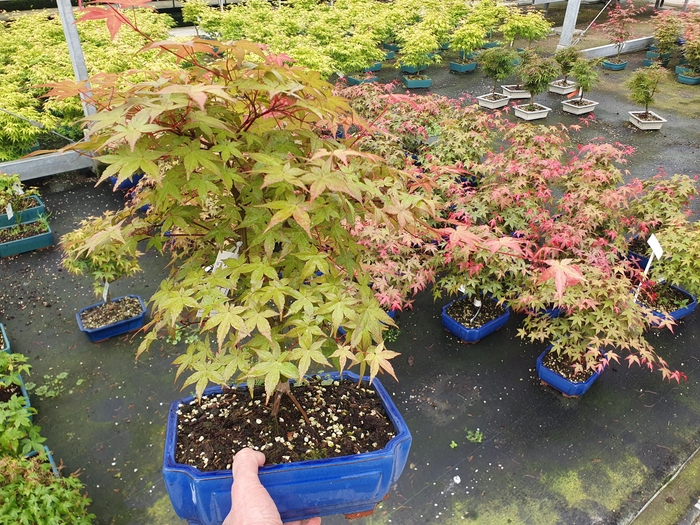 <h4>Acer palmatum Beni-maiko, pot 26cm.</h4>