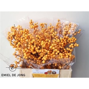 Ilex Golden Verboom