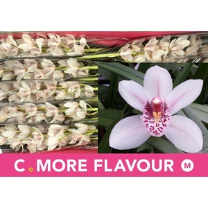 CYMB MI LADY FRECKLE