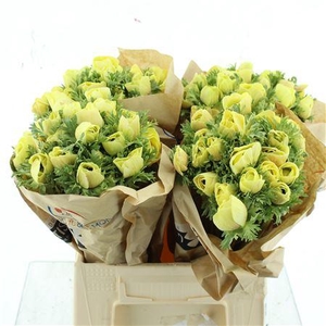 Anemone Powder Yellow