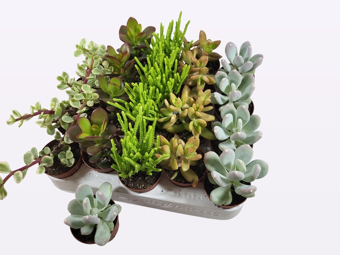 <h4>SUCC GEM 5 SRT</h4>