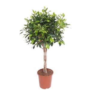Ficus Nitida