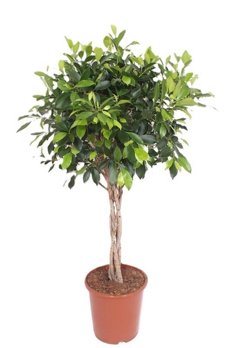 <h4>Ficus Nitida</h4>