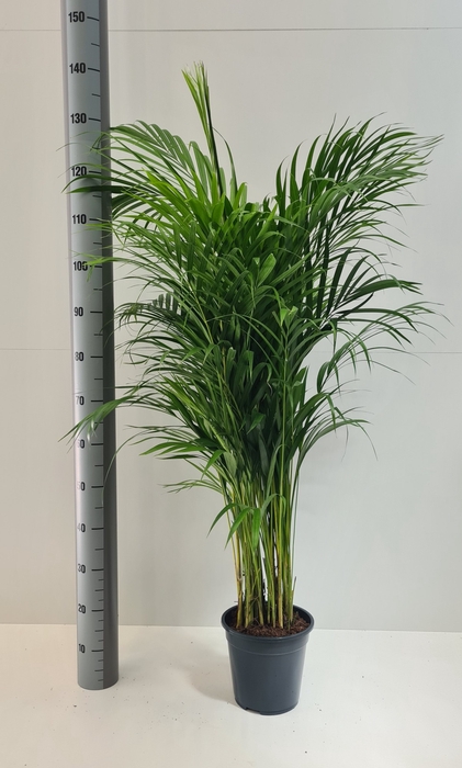 <h4>DYPSIS LUTESCENS</h4>