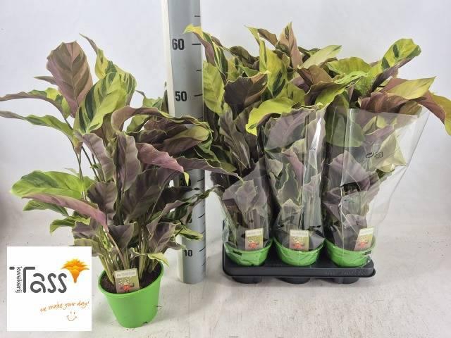 <h4>CALAT FUSION YELLOW</h4>