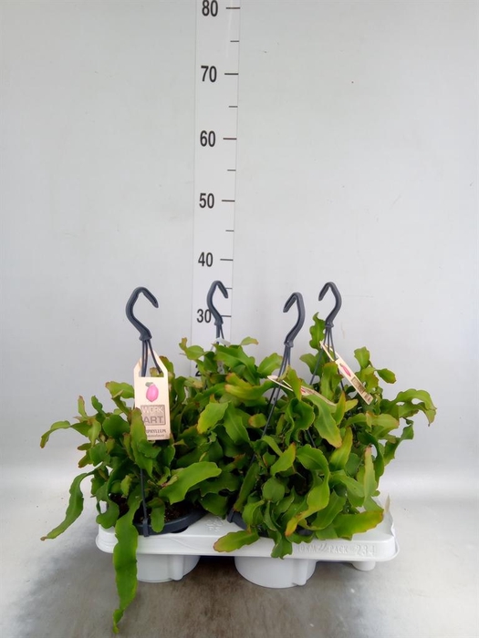 <h4>Epiphyllum guatem. var. monstrosa</h4>