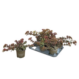 Sedum Sieboldii