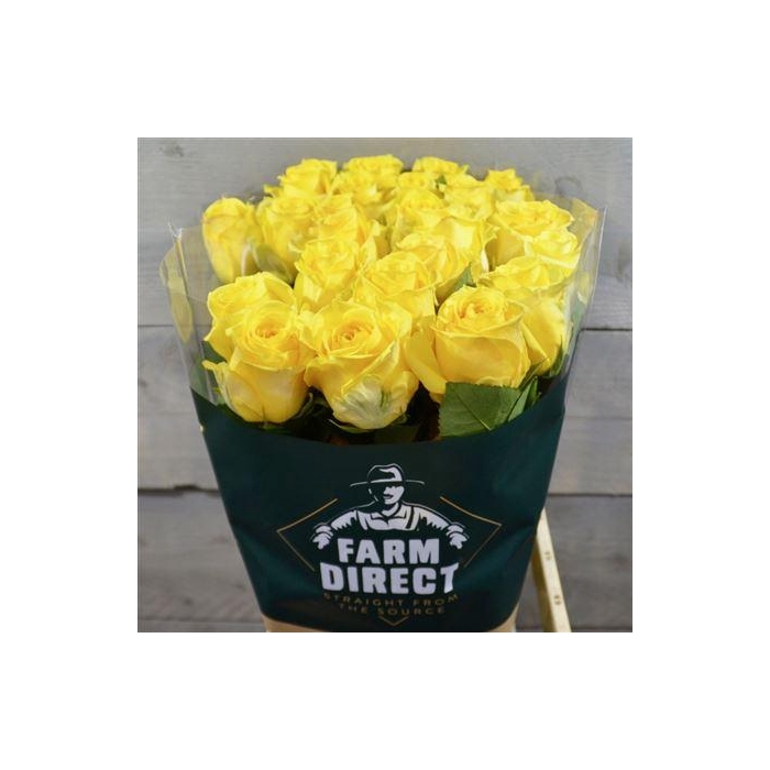 <h4>R Gr Super Sun</h4>