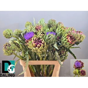 Cynara Scolymus