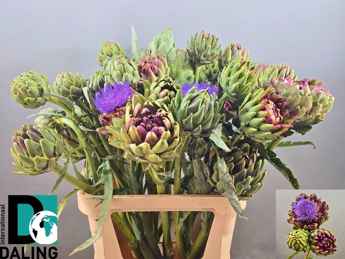 <h4>Cynara Scolymus</h4>