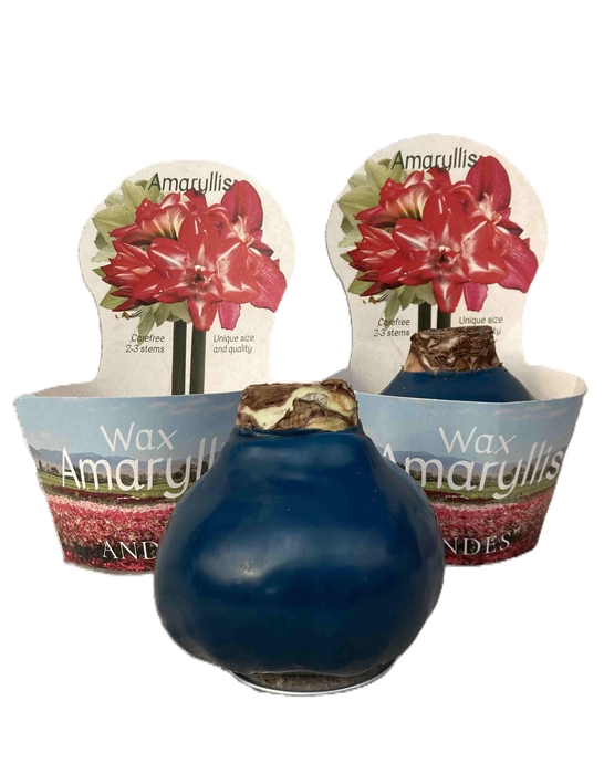 <h4>HIPPEASTRUM-HYBRID P14</h4>