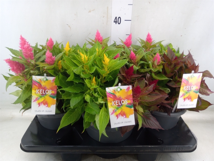 <h4>Celosia arg. PL 'Kelos Fire'  ..mix</h4>